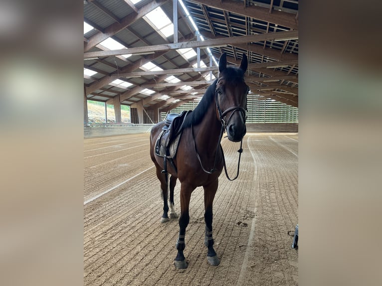 Belgisches Warmblut Wallach 5 Jahre 160 cm Brauner in Serignac