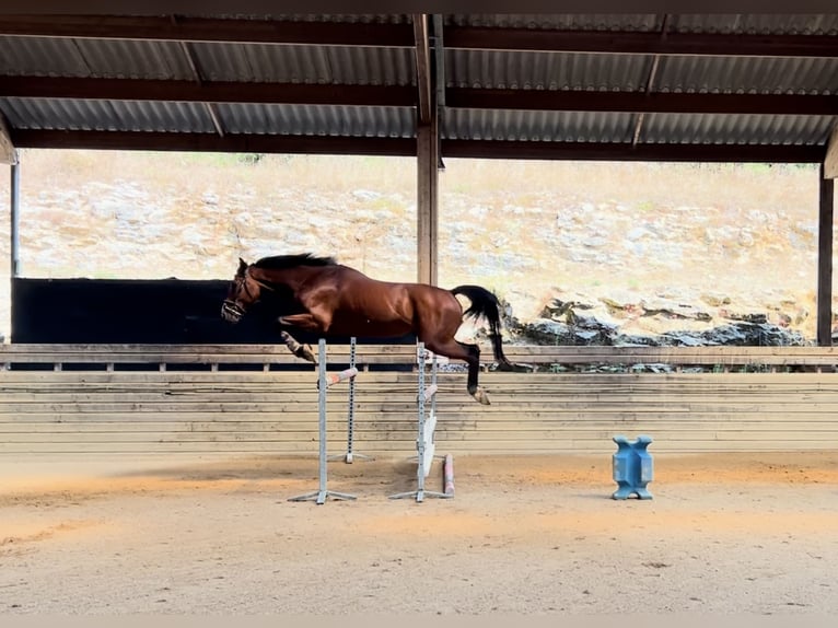 Belgisches Warmblut Wallach 5 Jahre 160 cm Brauner in Serignac