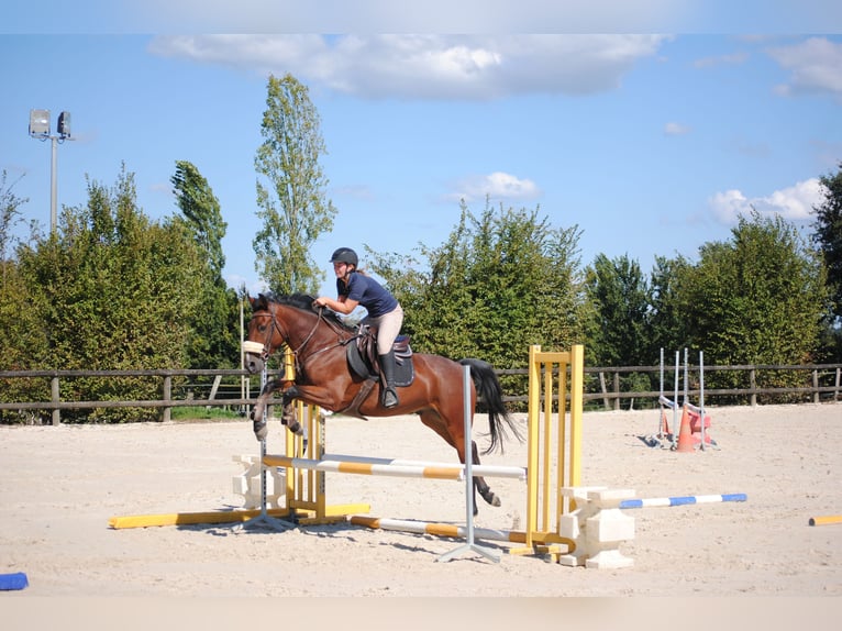 Belgisches Warmblut Wallach 5 Jahre 160 cm Brauner in Serignac