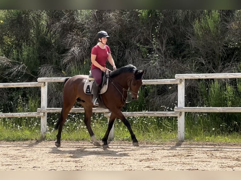 Belgisches Warmblut Wallach 5 Jahre 160 cm Brauner in Serignac