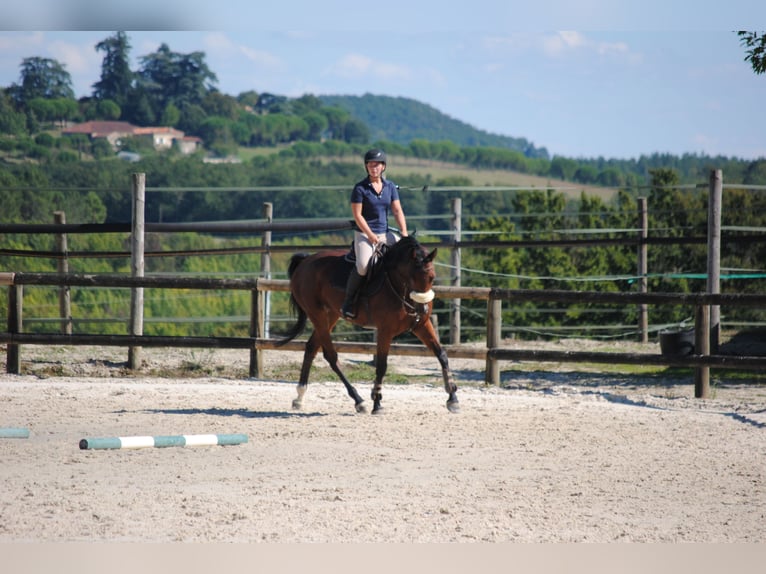 Belgisches Warmblut Wallach 5 Jahre 160 cm Brauner in Serignac