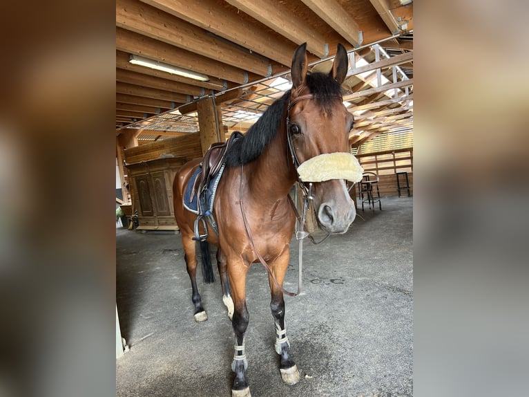 Belgisches Warmblut Wallach 5 Jahre 160 cm Brauner in Serignac