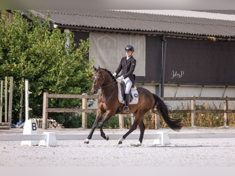 Belgisches Warmblut Wallach 5 Jahre 160 cm Dunkelbrauner in Beveren-waas