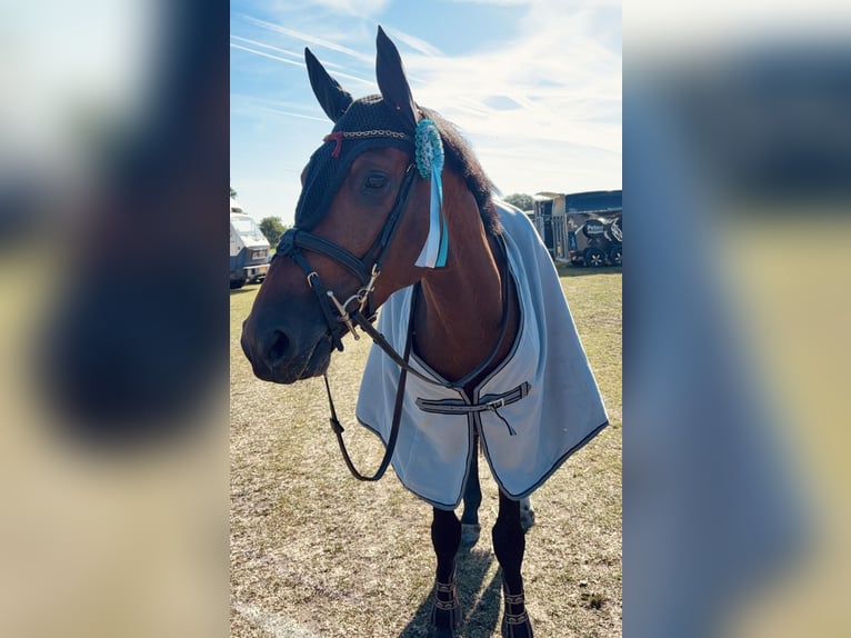 Belgisches Warmblut Wallach 5 Jahre 161 cm Brauner in Bavel