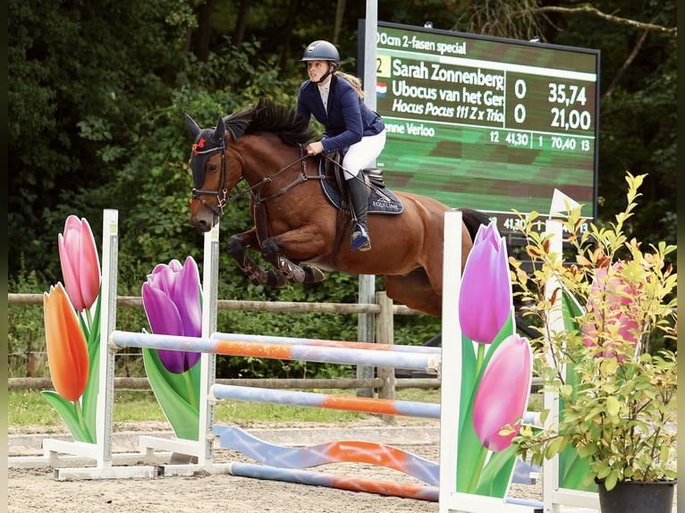 Belgisches Warmblut Wallach 5 Jahre 161 cm Brauner in Bavel