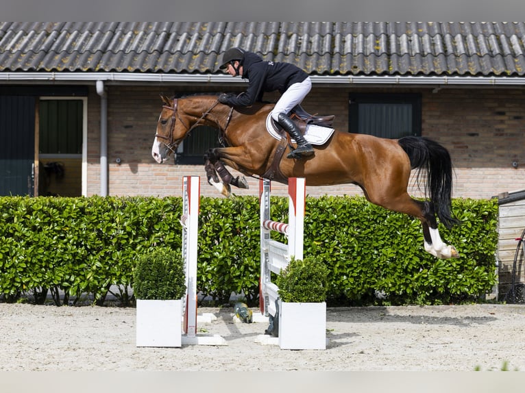 Belgisches Warmblut Wallach 5 Jahre 161 cm Brauner in Waddinxveen
