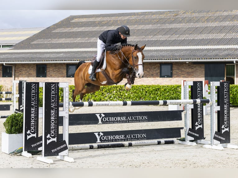 Belgisches Warmblut Wallach 5 Jahre 161 cm Brauner in Waddinxveen