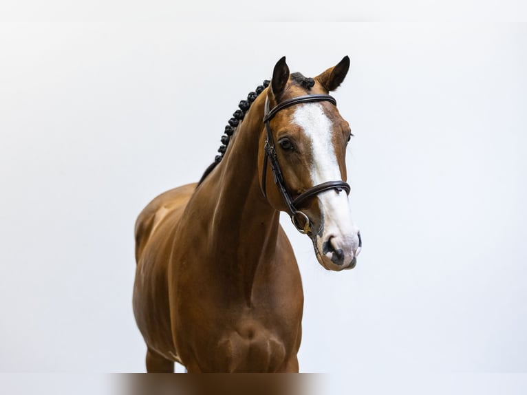 Belgisches Warmblut Wallach 5 Jahre 161 cm Brauner in Waddinxveen