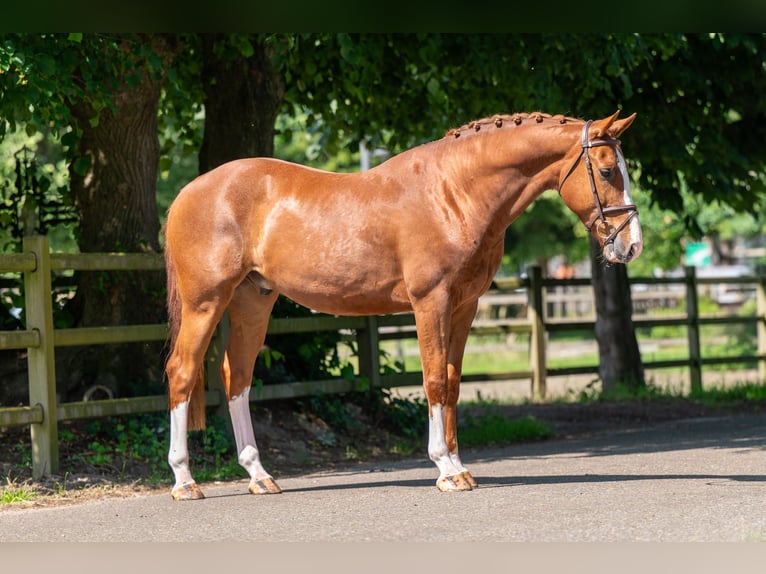 Belgisches Warmblut Wallach 5 Jahre 161 cm Fuchs in GROTE-BROGEL