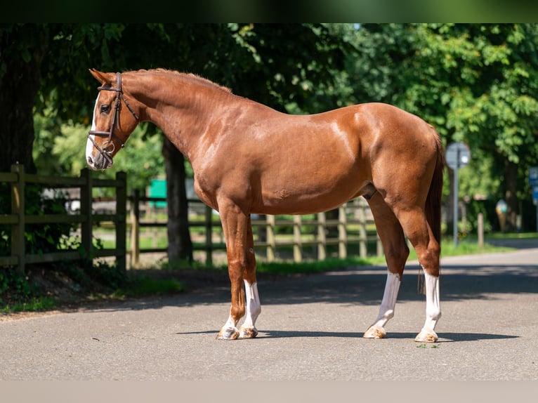 Belgisches Warmblut Wallach 5 Jahre 161 cm Fuchs in GROTE-BROGEL