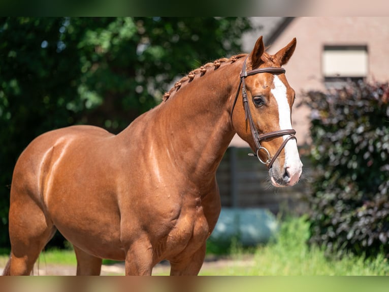 Belgisches Warmblut Wallach 5 Jahre 161 cm Fuchs in GROTE-BROGEL