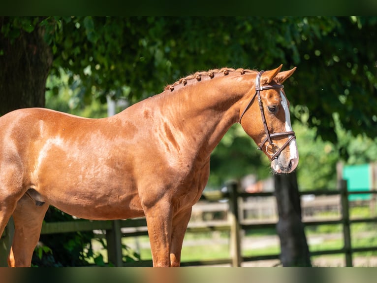 Belgisches Warmblut Wallach 5 Jahre 161 cm Fuchs in GROTE-BROGEL