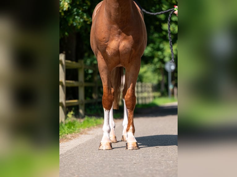 Belgisches Warmblut Wallach 5 Jahre 161 cm Fuchs in GROTE-BROGEL