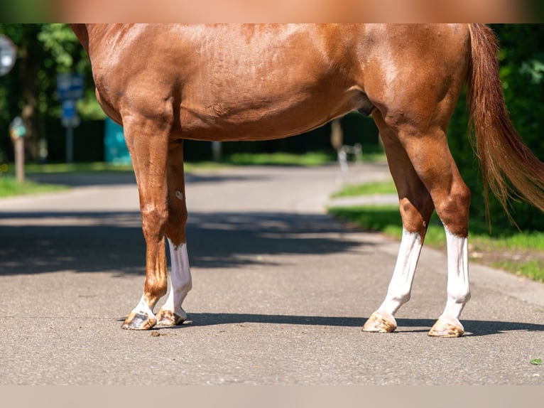 Belgisches Warmblut Wallach 5 Jahre 161 cm Fuchs in GROTE-BROGEL