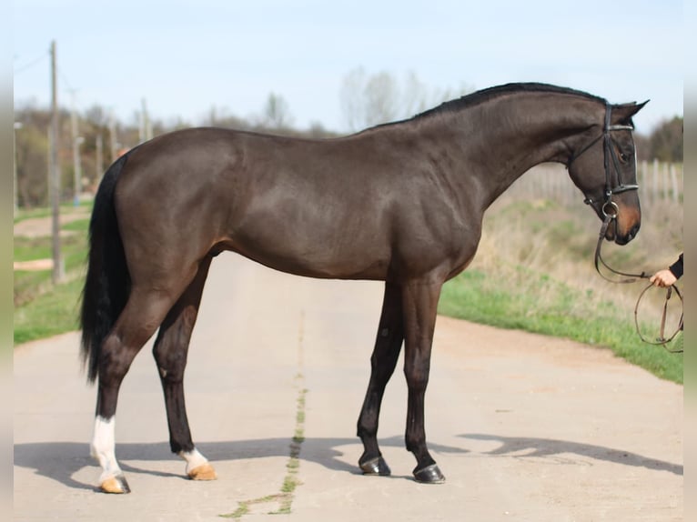 Belgisches Warmblut Wallach 5 Jahre 162 cm Brauner in Noville