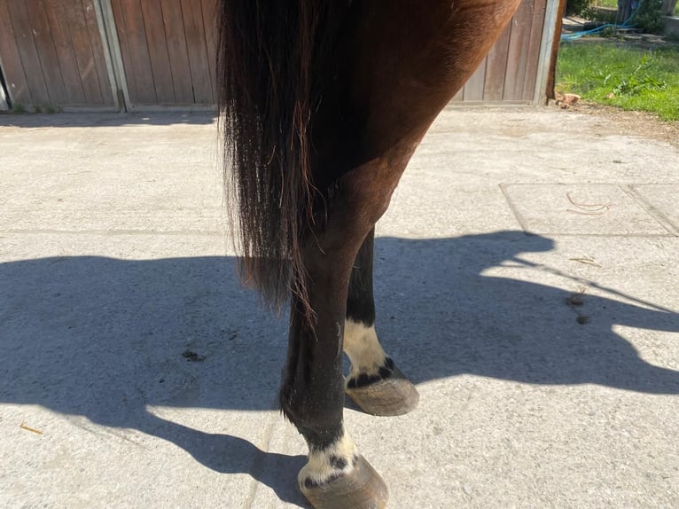 Belgisches Warmblut Wallach 5 Jahre 164 cm  in Grote-Brogel