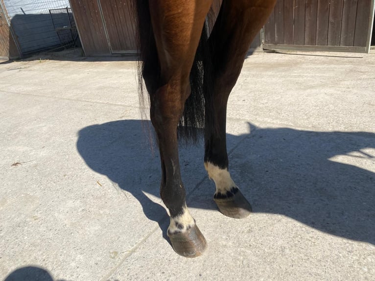 Belgisches Warmblut Wallach 5 Jahre 164 cm  in Grote-Brogel