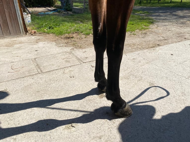 Belgisches Warmblut Wallach 5 Jahre 164 cm  in Grote-Brogel