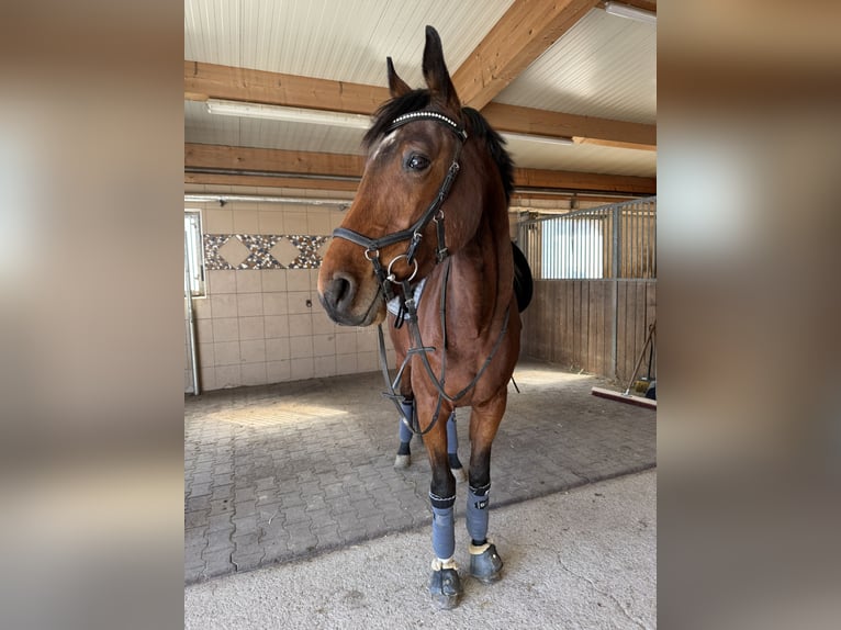 Belgisches Warmblut Wallach 5 Jahre 165 cm Brauner in Oberwang
