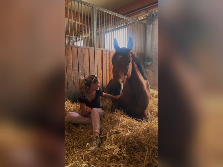 Belgisches Warmblut Wallach 5 Jahre 165 cm Brauner in Oberwang