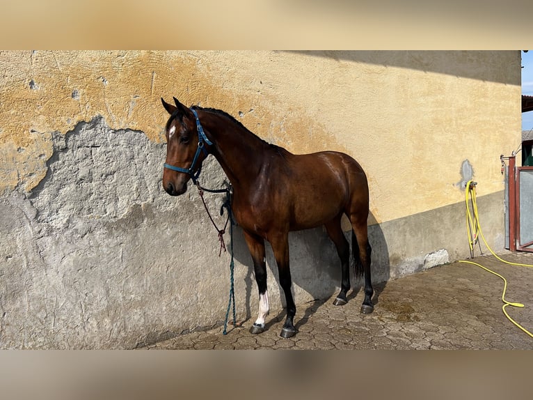 Belgisches Warmblut Wallach 5 Jahre 165 cm Brauner in Oberwang