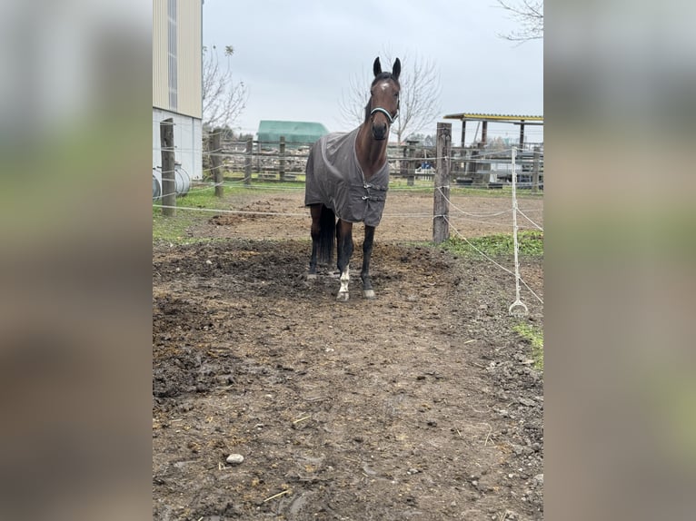 Belgisches Warmblut Wallach 5 Jahre 165 cm Brauner in Oberwang