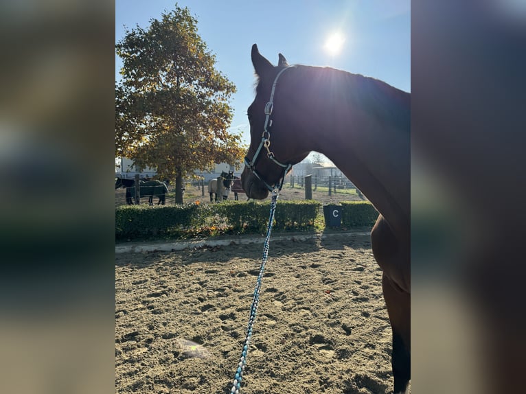 Belgisches Warmblut Wallach 5 Jahre 165 cm Brauner in Oberwang