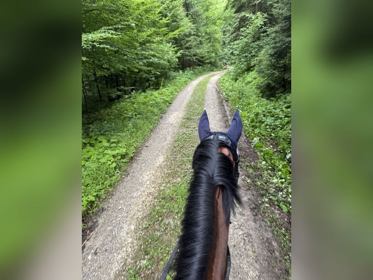 Belgisches Warmblut Wallach 5 Jahre 165 cm Brauner in Oberwang