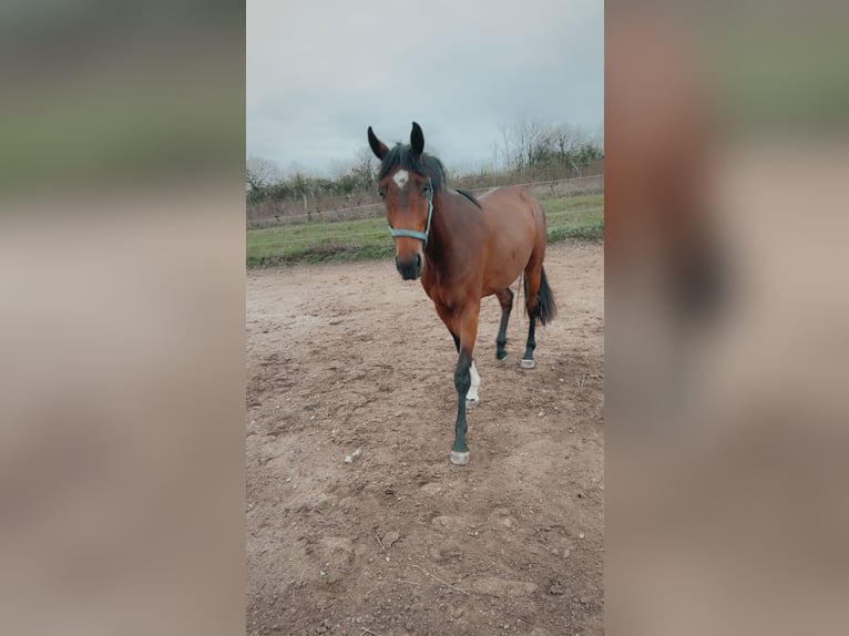 Belgisches Warmblut Wallach 5 Jahre 165 cm Brauner in Oberwang