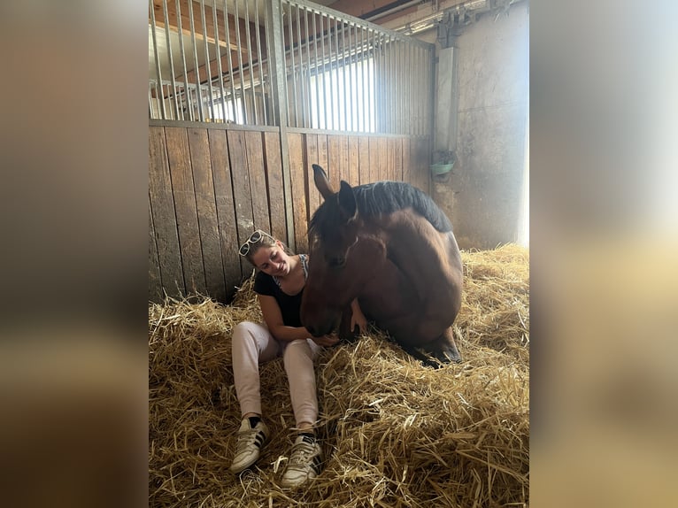 Belgisches Warmblut Wallach 5 Jahre 165 cm Brauner in Oberwang