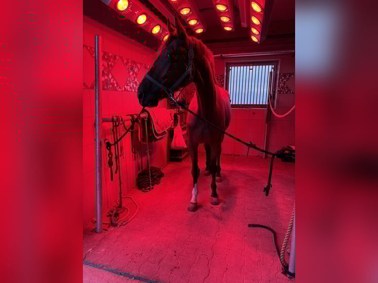 Belgisches Warmblut Wallach 5 Jahre 165 cm Brauner in Oberwang