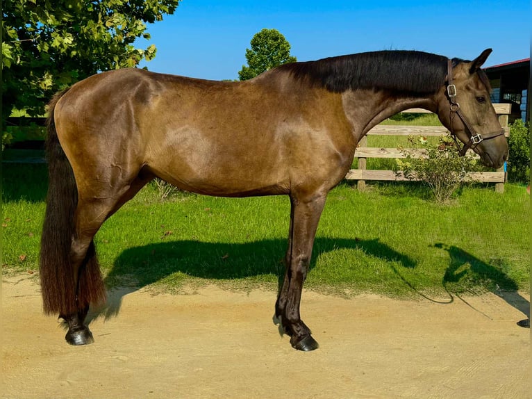 Belgisches Warmblut Wallach 5 Jahre 165 cm Dunkelbrauner in Bluemont