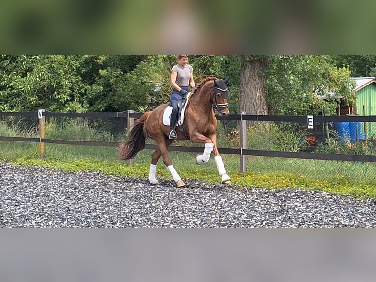 Belgisches Warmblut Wallach 5 Jahre 165 cm Dunkelfuchs in Mainz