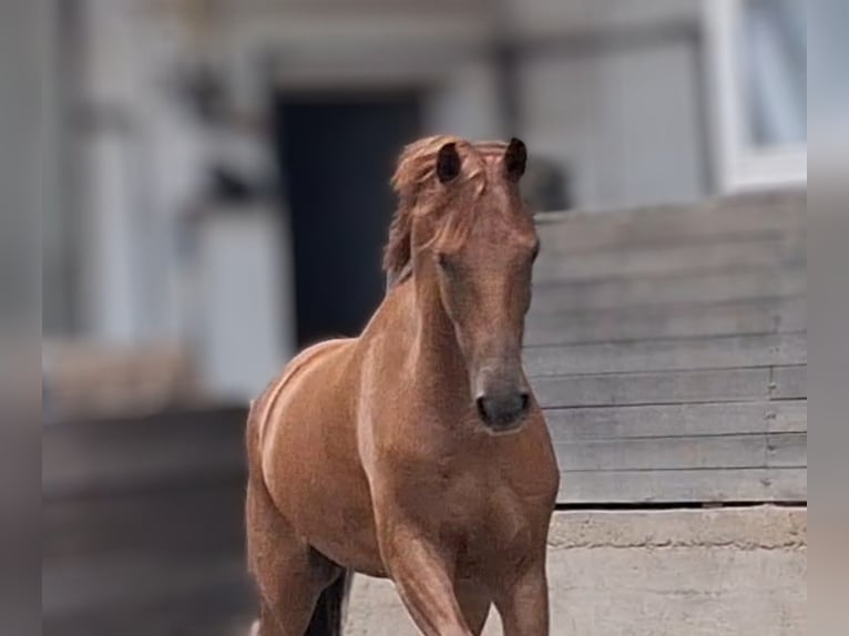 Belgisches Warmblut Wallach 5 Jahre 165 cm Dunkelfuchs in Mainz