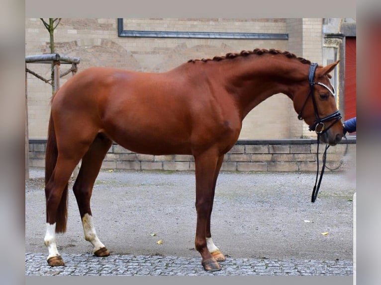 Belgisches Warmblut Wallach 5 Jahre 165 cm Dunkelfuchs in Mainz