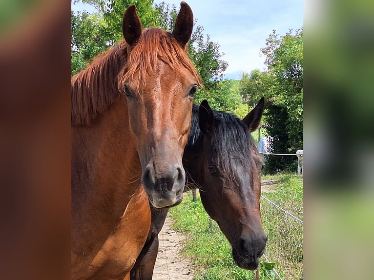 Belgisches Warmblut Wallach 5 Jahre 165 cm Dunkelfuchs in Mainz