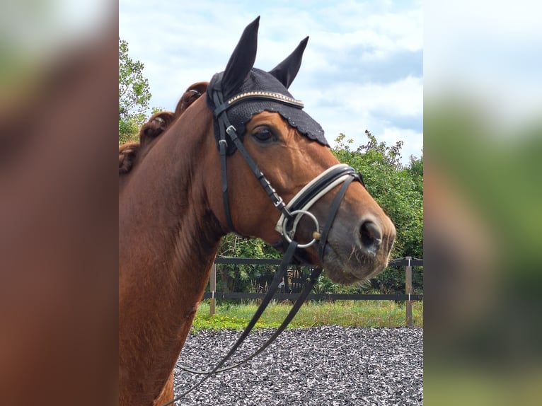 Belgisches Warmblut Wallach 5 Jahre 165 cm Dunkelfuchs in Mainz
