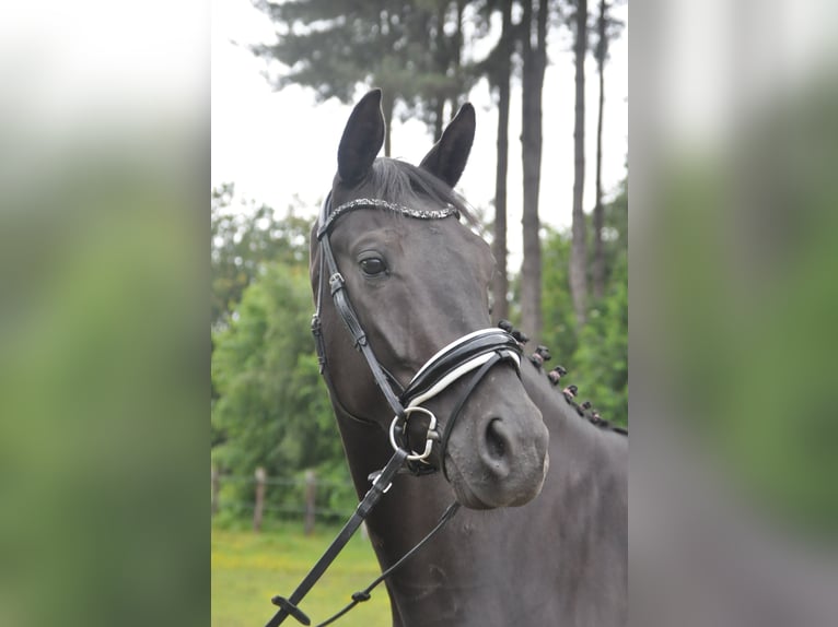 Belgisches Warmblut Wallach 5 Jahre 166 cm Rappe in Meerhout