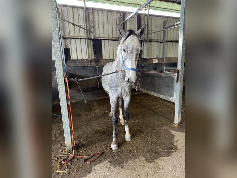 Belgisches Warmblut Wallach 5 Jahre 166 cm Schimmel in Sint-Amands