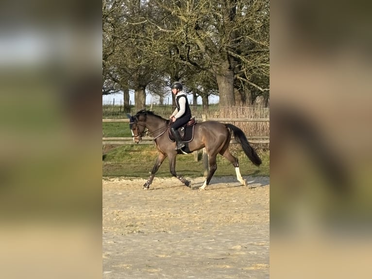 Belgisches Warmblut Wallach 5 Jahre 167 cm Brauner in Attenhoven