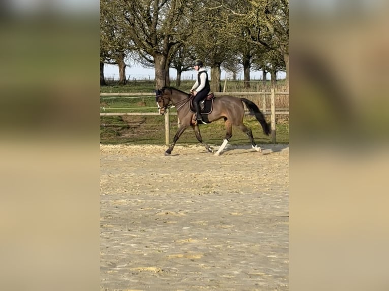 Belgisches Warmblut Wallach 5 Jahre 167 cm Brauner in Attenhoven