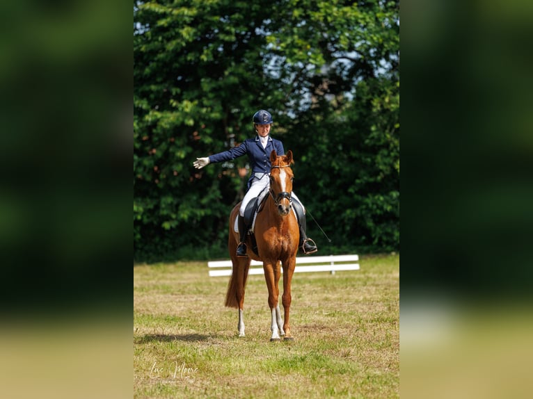 Belgisches Warmblut Wallach 5 Jahre 167 cm Fuchs in Diepenbeek
