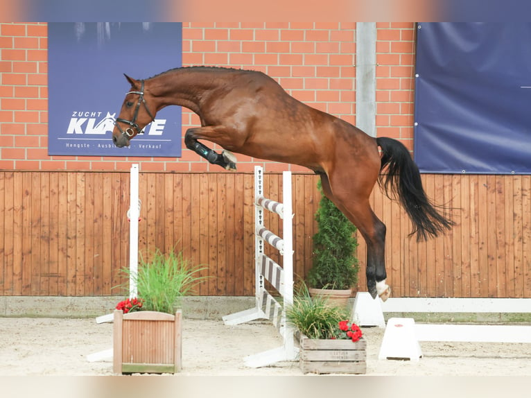 Belgisches Warmblut Wallach 5 Jahre 168 cm Brauner in Lastrup