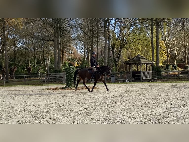 Belgisches Warmblut Wallach 5 Jahre 168 cm Brauner in Smetlede