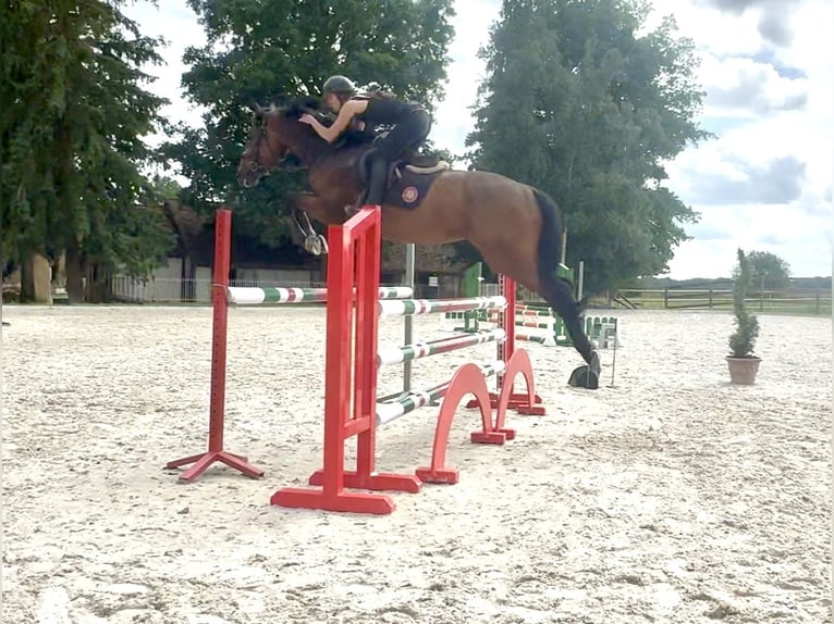 Belgisches Warmblut Wallach 5 Jahre 168 cm Brauner in Favieres