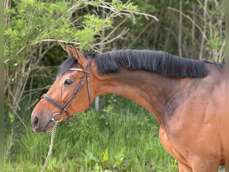 Belgisches Warmblut Wallach 5 Jahre 168 cm Brauner in Favieres