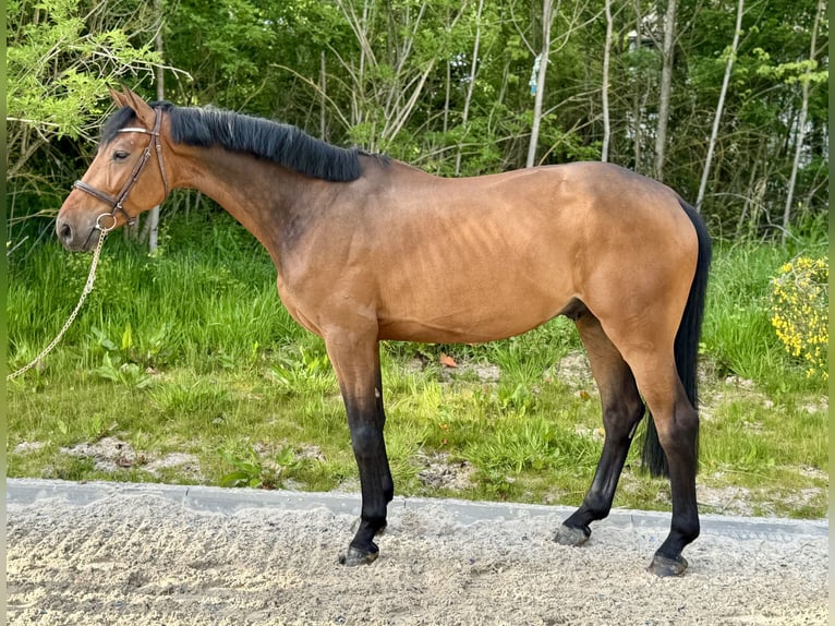 Belgisches Warmblut Wallach 5 Jahre 168 cm Brauner in Favieres