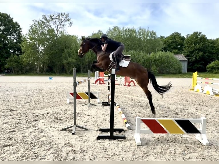 Belgisches Warmblut Wallach 5 Jahre 168 cm Brauner in Favieres