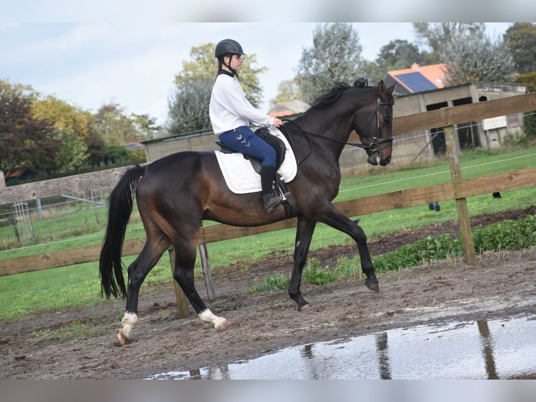 Belgisches Warmblut Wallach 5 Jahre 168 cm Dunkelbrauner in Achtmaal Belgisches Warmblut Wallach 5 Jahre 168 cm Dunkelbrauner in Achtmaal