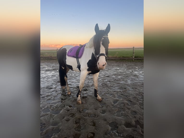 Belgisches Warmblut Mix Wallach 5 Jahre 168 cm Schecke in Aldeboarn